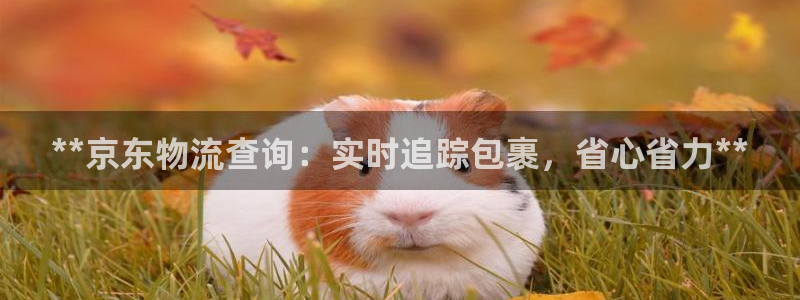 28圈是啥：**京东物流查询：实时追