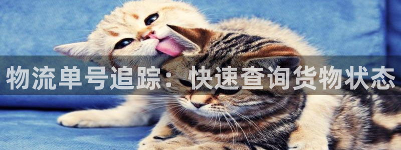 28圈网站平台是多少