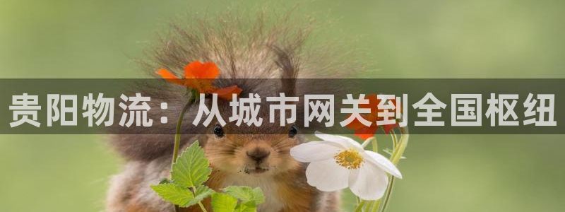 28圈预测
