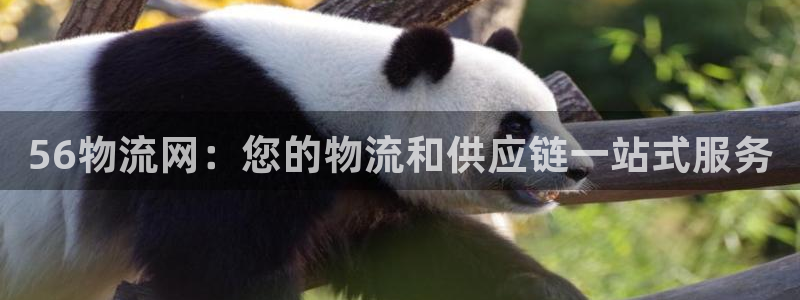 28圈口内径是多大