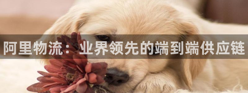 28圈里的财神：阿里物流：业界领先的