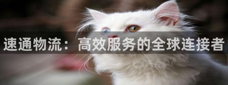 28圈官方版网站：速通物流：高效服务