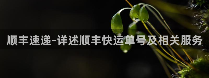 28圈注册链接教程：顺丰速递-详述顺