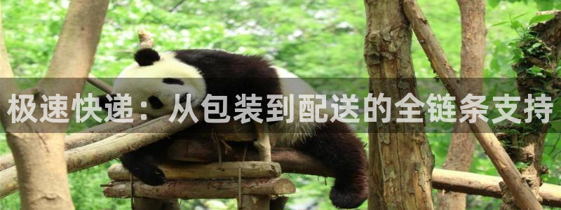 28圈取保：极速快递：从包装到配送的